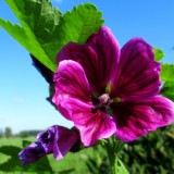 2309F 083 Altmuehltal